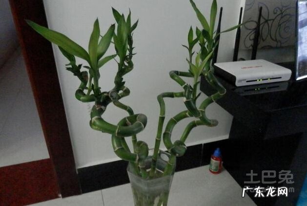 转运竹买几个比较好 转运竹的风水