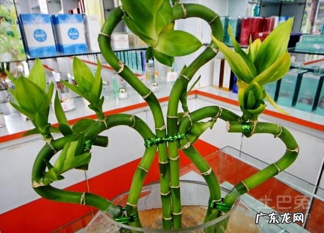 转运竹买几个比较好 转运竹的风水