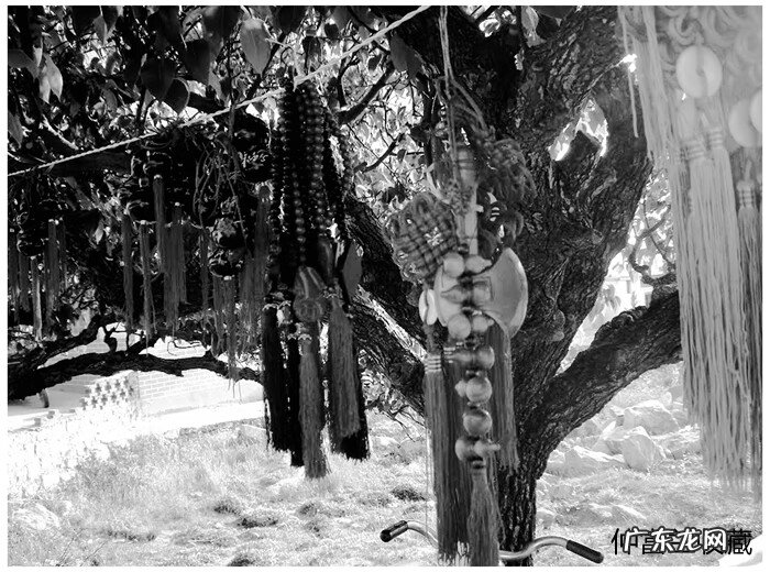 中药化解 风水吧 风水化煞中常用的中药