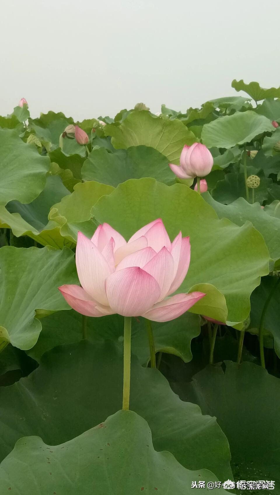 喜欢在别人背后无中生有、说别人的坏话、颠倒是非人的人是些什么样的人？