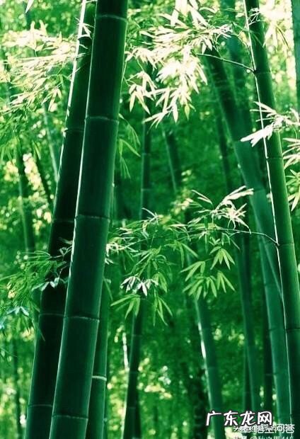 喜欢在别人背后无中生有、说别人的坏话、颠倒是非人的人是些什么样的人？