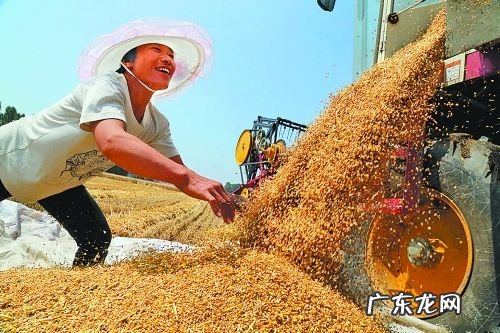 大雪节气,农村俗语“麦子雪里睡,明年枕着馒头睡”有道理吗?
