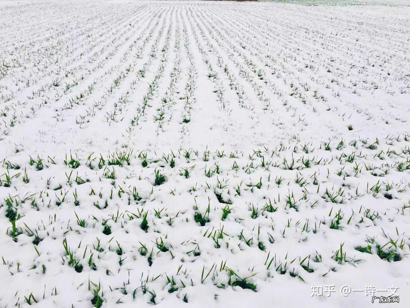 大雪节气,农村俗语“麦子雪里睡,明年枕着馒头睡”有道理吗?