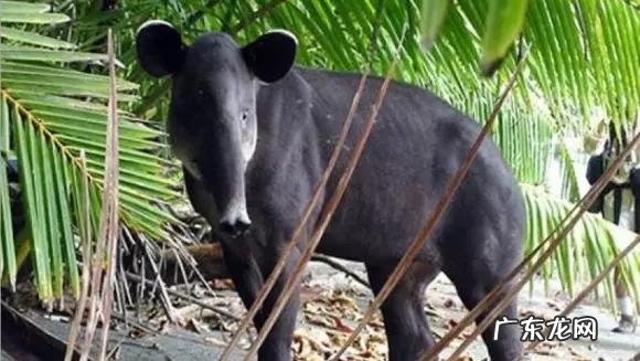 六鳃鲨 皱鳃鲨鱼