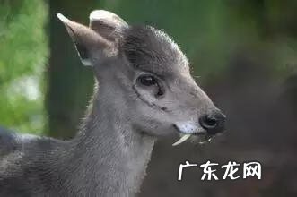 六鳃鲨 皱鳃鲨鱼