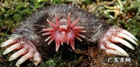 六鳃鲨 皱鳃鲨鱼