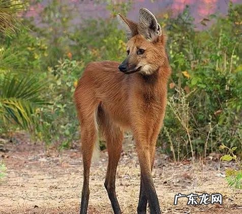 六鳃鲨 皱鳃鲨鱼