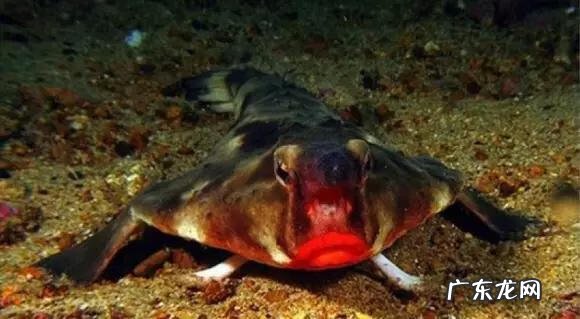 六鳃鲨 皱鳃鲨鱼