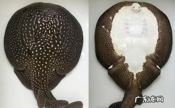 六鳃鲨 皱鳃鲨鱼