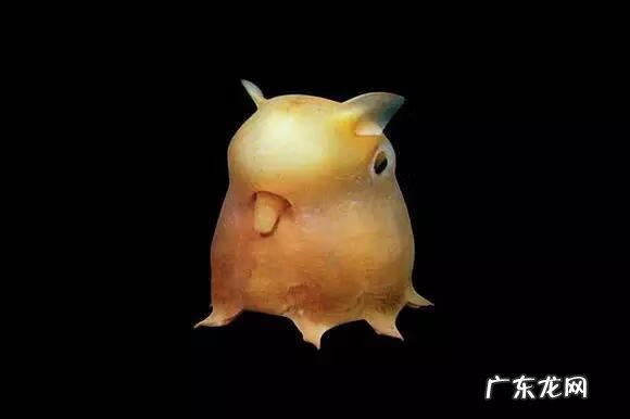 六鳃鲨 皱鳃鲨鱼