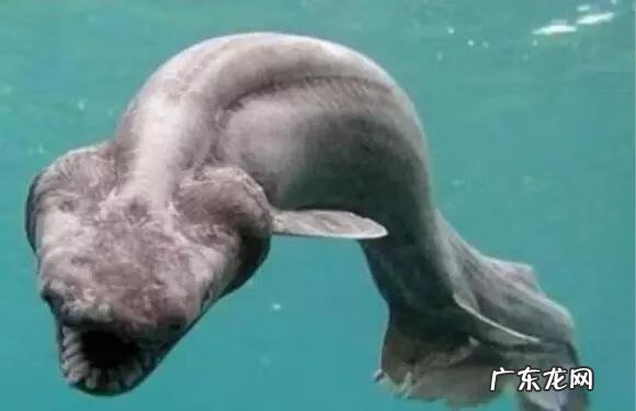 六鳃鲨 皱鳃鲨鱼