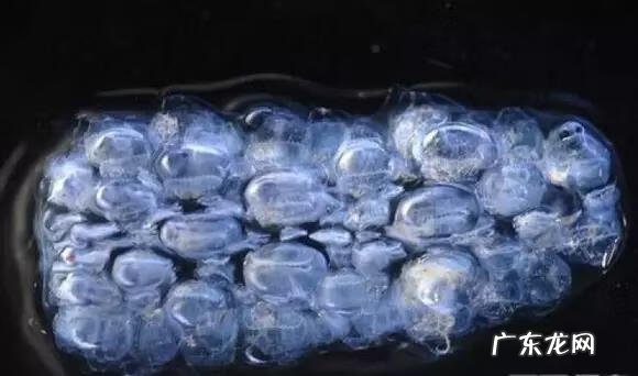 六鳃鲨 皱鳃鲨鱼