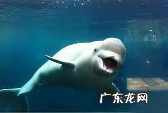 六鳃鲨 皱鳃鲨鱼