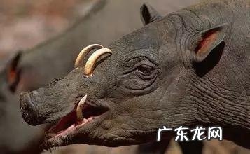 六鳃鲨 皱鳃鲨鱼