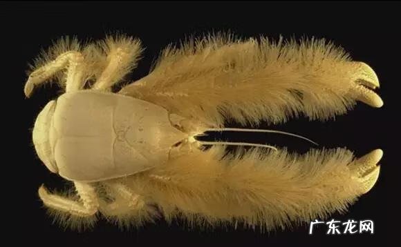 六鳃鲨 皱鳃鲨鱼