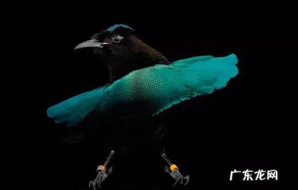 六鳃鲨 皱鳃鲨鱼