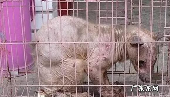 六鳃鲨 皱鳃鲨鱼