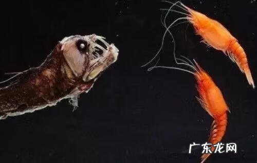 六鳃鲨 皱鳃鲨鱼