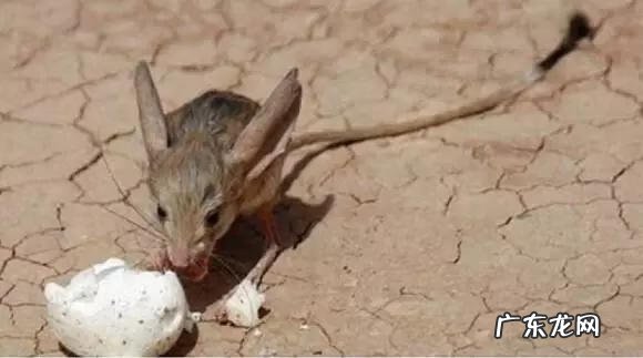 六鳃鲨 皱鳃鲨鱼