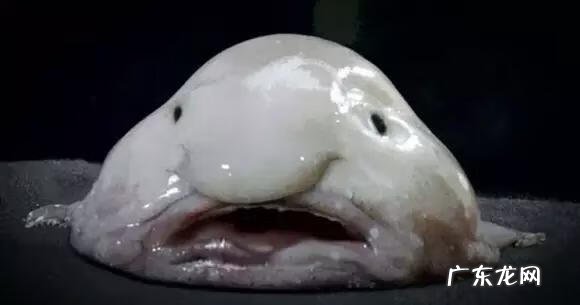 六鳃鲨 皱鳃鲨鱼