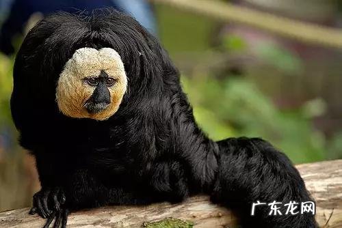 六鳃鲨 皱鳃鲨鱼