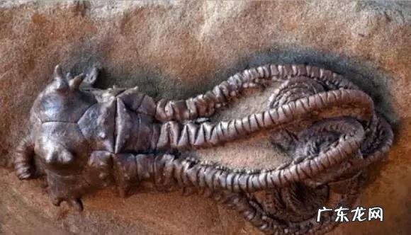 六鳃鲨 皱鳃鲨鱼