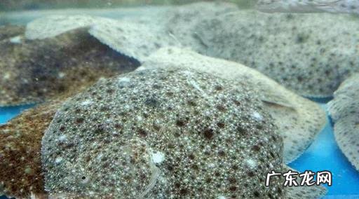 多宝鱼怎么处理鱼鳞 多宝鱼怎么处理内脏,多宝鱼的鱼鳞怎么处理