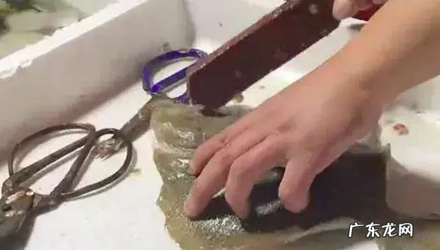 多宝鱼怎么处理鱼鳞 多宝鱼怎么处理内脏,多宝鱼的鱼鳞怎么处理