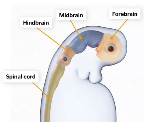 大脑的发育过程 脑部发育