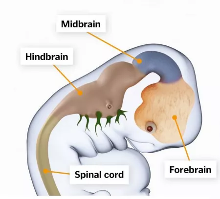 大脑的发育过程 脑部发育