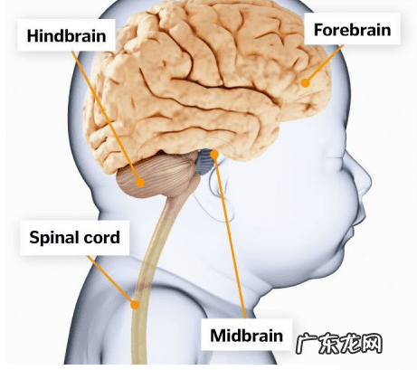 大脑的发育过程 脑部发育