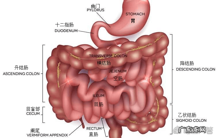 便秘的人怎么调理 便秘的真正原因是什么