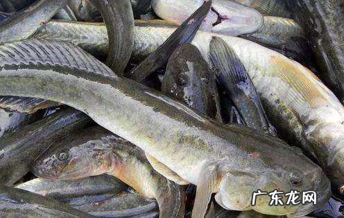 魔鬼鱼风水 鲶鱼为什么苦