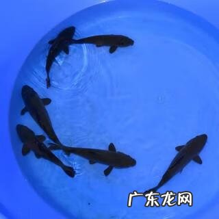 黑金锦鲤 黑金锦鲤鱼风水作用