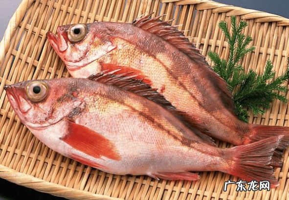 红鲷鱼怎么做好吃又简单 红鲷鱼是什么鱼