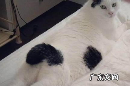 什么猫才能叫做麒麟猫 什么猫才能叫做麒麟猫图片