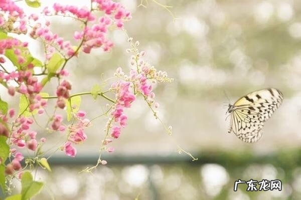 一人我两袖清风歌名 一人两秀清风水