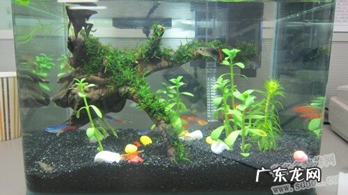 公司鱼缸风水摆放