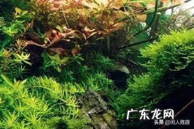 鱼缸一大一小风水 超大号鱼缸