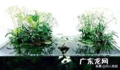 鱼缸一大一小风水 超大号鱼缸