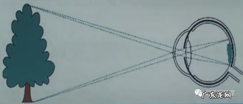 什么颜色对视力有好处 保护视力的颜色有哪些