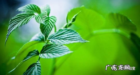 什么颜色对视力有好处 保护视力的颜色有哪些