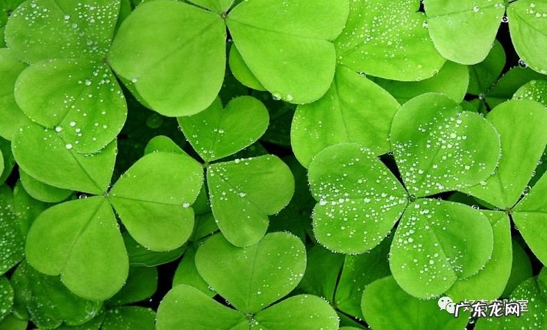 什么颜色对视力有好处 保护视力的颜色有哪些