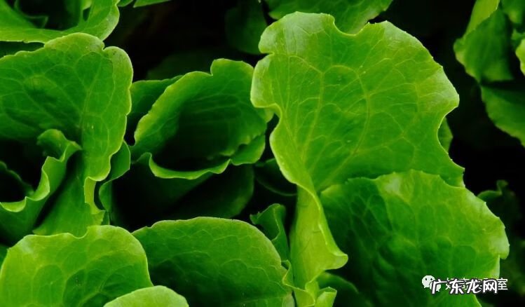 什么颜色对视力有好处 保护视力的颜色有哪些