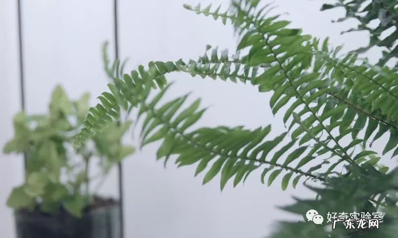 什么颜色对视力有好处 保护视力的颜色有哪些