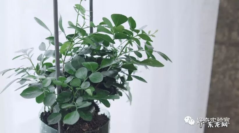 什么颜色对视力有好处 保护视力的颜色有哪些