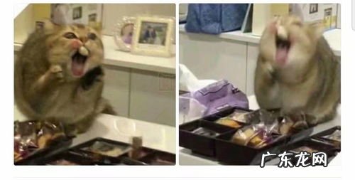 做梦拉屎是什么意思周公解梦 做梦拉粑粑是什么意思好不好周公解梦