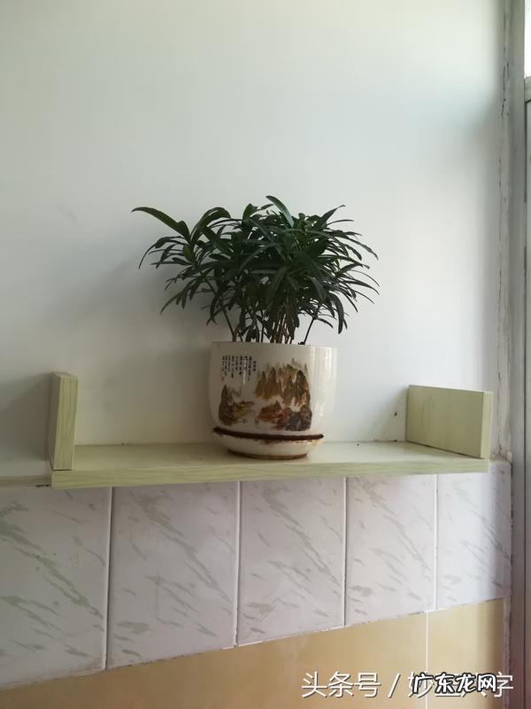 大叶植物风水作用 尖叶子的植物对风水