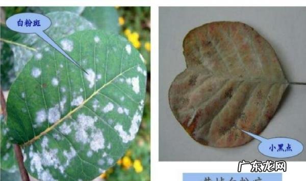 黄栌树图片欣赏(黄栌叶子图片 黄栌树图片,黄栌树百度百科)