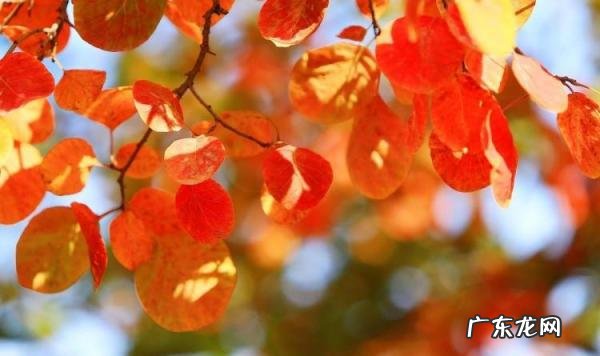 黄栌树图片欣赏(黄栌叶子图片 黄栌树图片,黄栌树百度百科)